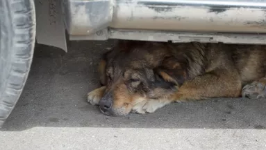 Négy kutyáját hagyta bezárva az autóba ez a 25 éves lány - mind elpusztult