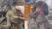 Négy órán át nyírták a kutya szőrét: a végeredményt szótlanul nézi a világ - Videó