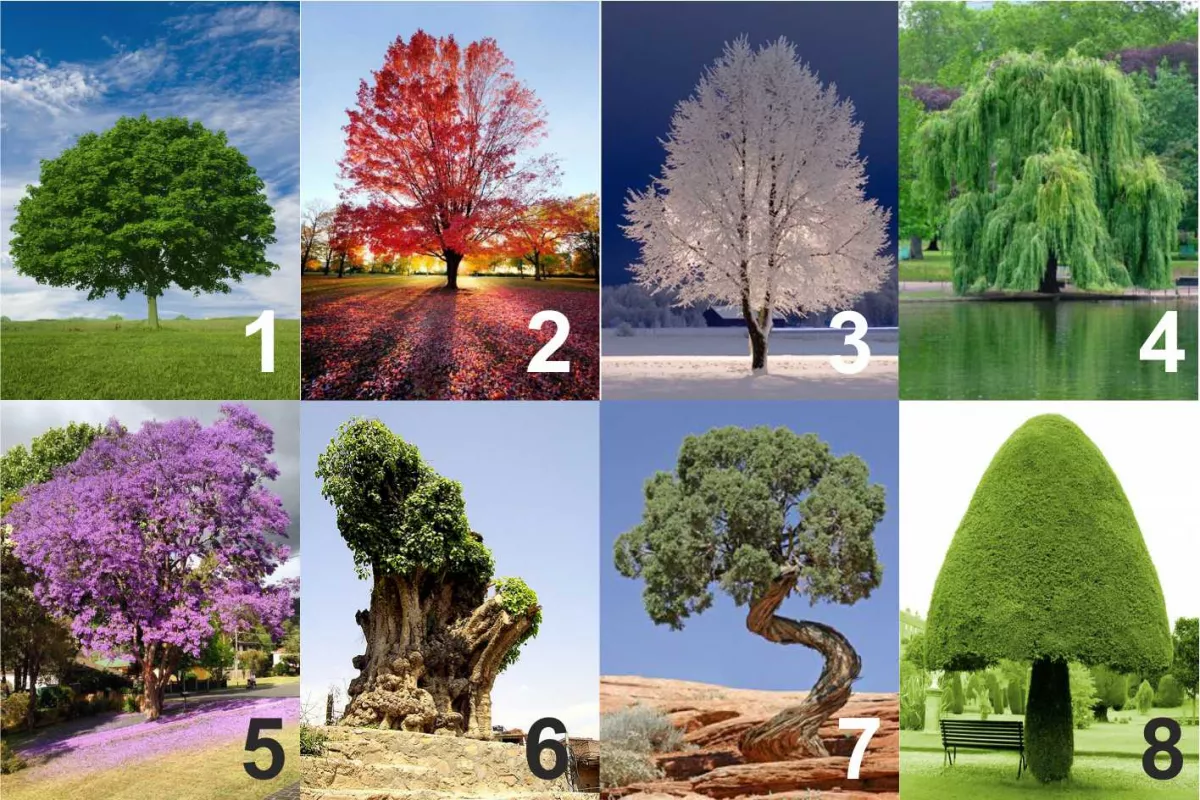 Melyik fa a tiéd? Mindent elárul rólad ez a döntésed!