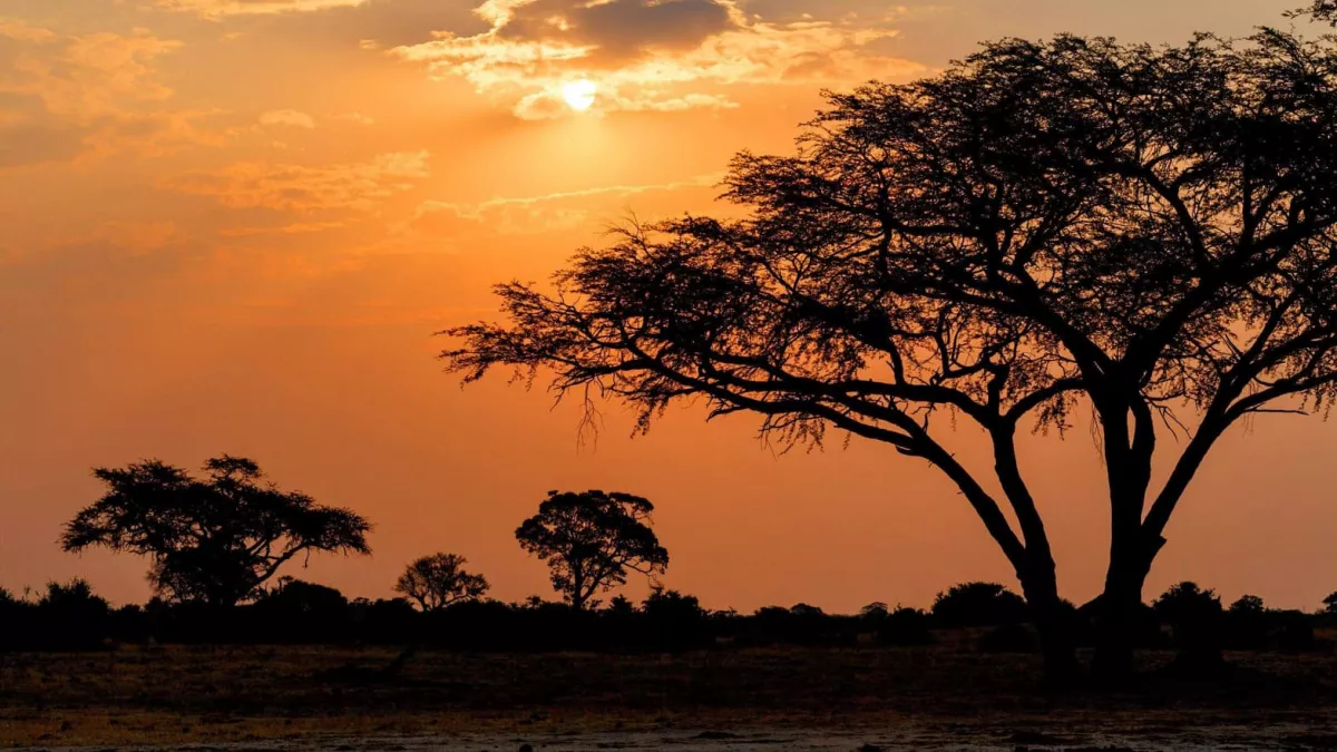 Szenzáció! 100 év után sikerült lefotózni a ritka afrikai ragadozót! Itt a kép!