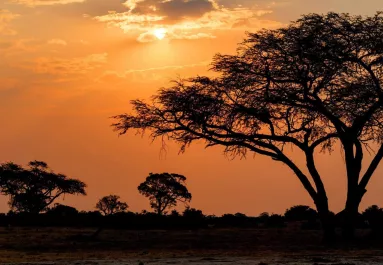 Szenzáció! 100 év után sikerült lefotózni a ritka afrikai ragadozót! Itt a kép!