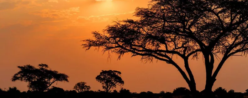 Szenzáció! 100 év után sikerült lefotózni a ritka afrikai ragadozót! Itt a kép!