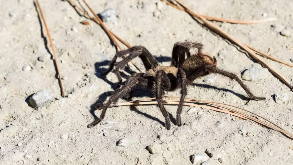 Vigyázz! Ezért nem szabad megölnöd a pókokat otthon!