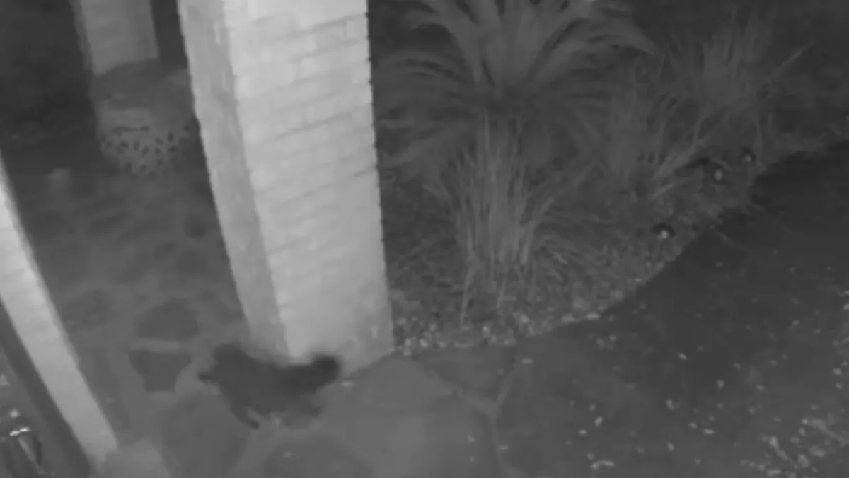 Szellemmacskát rögzített a biztonsági kamera! - Videó