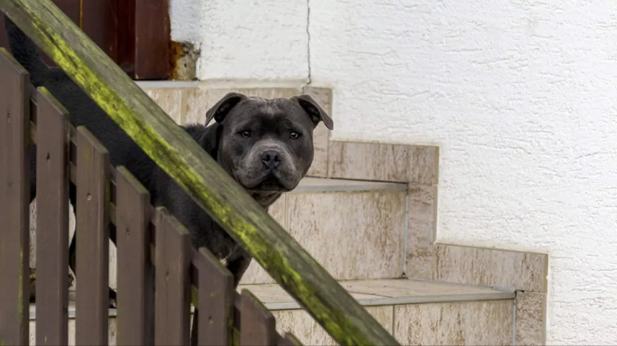 Horror Újszászon: 3 harcikutya végzett Marikával - Fotó
