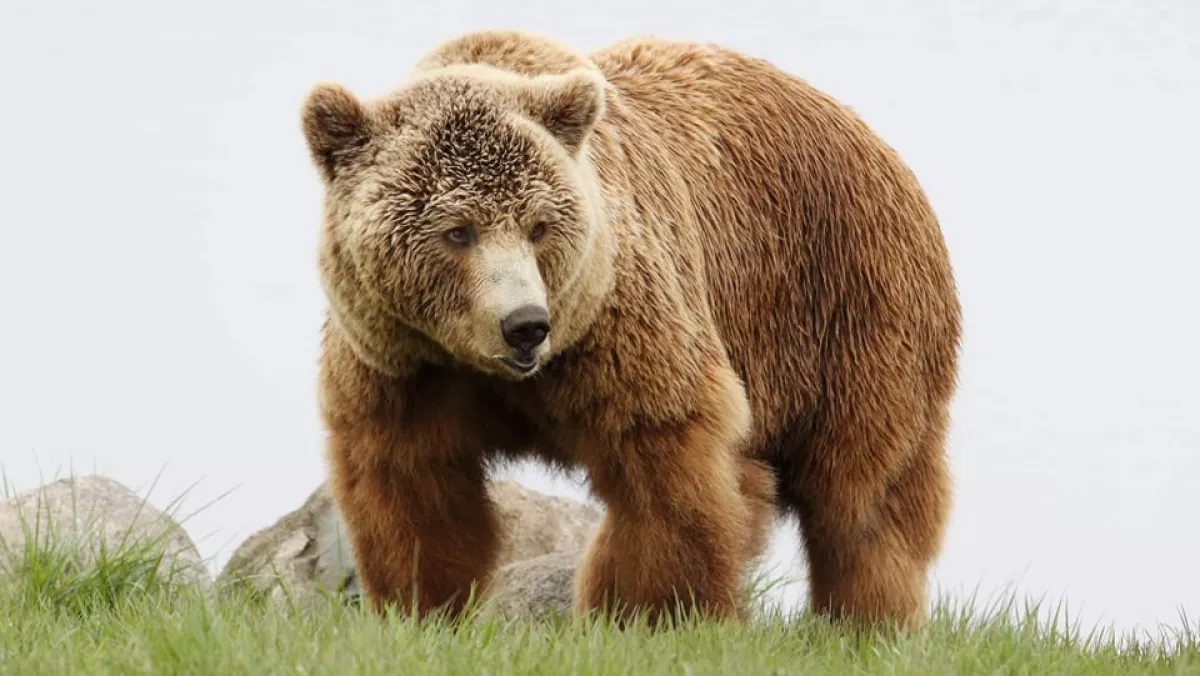 Egy fiatal medve bóklászott Balatonnál - egy fotóssal futott össze!