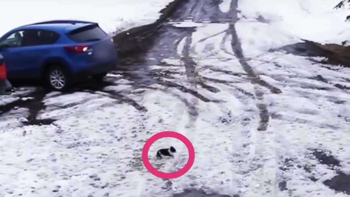 Nem láthatta a tolató nő a csivavájukat - Ami ezután történt, arra nincsenek szavak