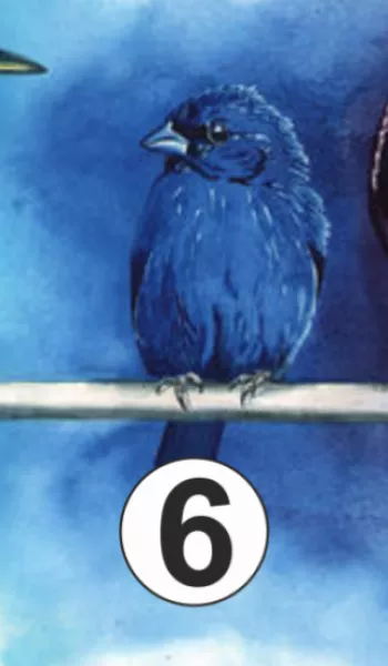 6. madár: Neked most legfőképp támogatásra lenne szükséged!  Folyamatosan attól félsz, hogy a dolgok, amik rajtad kívül állnak egyszer csak átveszik az irányítást, és elveszítesz mindent, amiért eddig küzdöttél. Szeretnéd biztonságba tudni a szeretteidet, ezért erődön felül dolgozol. Megtanultad mindenből kihozni a maximumot, a kevésből is képes vagy csodát tenni, de a gondolat, hogy esetleg nem tudod, mit hoz a holnap megbénít. Bár igyekszel minden lehetőségre felkészülni, ideje lenne, hogy ne egyedül viselj minden terhet. Egy őszinte beszélgetés végre elhozhatja a várva-várt segítséget. Vannak dolgok, amik csapatmunkával könnyen megoldhatók, és ha nem így lenne, még mindig segítségedre lehet a rengeteg tapasztalatod. Próbálj meg ellazulni, és pihenni kicsit, mert az örökös hajtás miatt nem látod meg az élet örömeit!