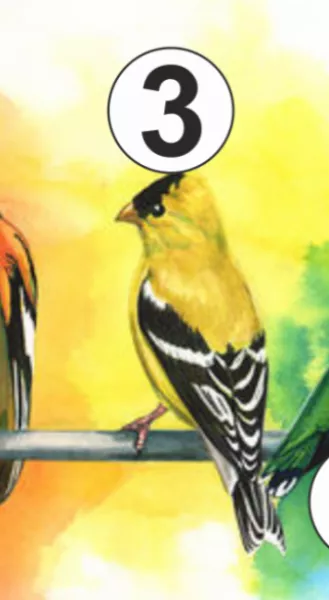 3. madár: Életedből most legjobban a pihenés hiányzik!  Olyan magas fordulatszámon pörögsz, hogy még álmodban is az elvégzendő feladatokra koncentrálsz. Te vagy az, aki mindent megold, mindent elintéz, akire mindig lehet számítani. Te vagy a kitartás és a célratörés bajnoka. Ha elbuksz, felállsz, ha félrelöknek, másik utat keresel, ha akadályt találsz átugrod, de mindenképpen rendületlenül menetelsz a kitűzött cél felé. Közben pedig semmit sem pihensz, aminek nem lesz jó vége. Utazz el egy kicsit olyan messzire, hogy ne érjenek utol a feladatok, de ha ezt nem teheted meg, legalább hétvégenként kapcsold ki a telefonod!