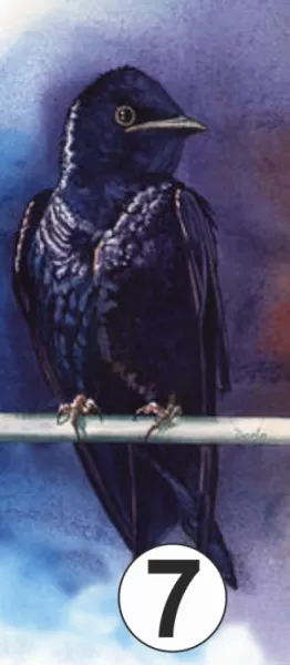 7. madár: Életedbe egy kis optimizmus kellene most leginkább!  Úgy érzed, kifogytál az időből vagy az energiából és a hétköznapi élet nehézségei kiölték belőled a küzdőszellemet. Az apró-cseprő dolgok felemésztik az idődet, és nem jut már semmi arra, hogy élj. Ha feladod az álmaidat, egy darabot veszítesz el önmagadból, amit semmi sem pótolhat később. Hogy ne kelljen ezt rejtegetned, térj vissza a vágyaidhoz, és próbáld meg realizálni, ha nem is az egészet, legalább egy kis részét váltsd valóra, ne sajnáld rá az energiát, a pénzt, az időt, mert csak így lehet teljes az életed.