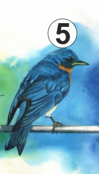 5. madár: Neked most legjobban egy kis megértés hiányzik!  Kívülről magad vagy a jókedv és a vidámság, az örök optimista. Sajnos ezt már annyira megszokta a környezeted, hogy képtelen észrevenni, hogy néha neked is lehet rossz napod, vagy sajoghat a lelked. Amolyan „lelki szemetesládának” használnak, mert vigaszért bárki fordulhat hozzád, az összes könnyet képes vagy felszárítani. Rengeteg szeretetet adsz, de vissza alig kapsz valamit. Itt az ideje, hogy üvölts, sírj, veszekedj, kiabálj! Persze nem állandóan, de add tudtára mindenkinek, ha valami bánt, és igenis, szükséged van arra, hogy Téged is átöleljen ilyenkor valaki.