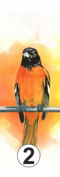 2. madár: Neked most igazából egy kis megbocsátásra lenne szükséged!  Nagy sebeket hordozol, és bár kívülről úgy látszik minden rendben, belül folyamatosan marcangol a múlt. Annyiszor okoztak már neked fájdalmat, hogy nincs ideje begyógyulni lelked sérüléseink. Azzal, hogy azon rágódsz, mit kellett volna másképp tenni, még nem teszed meg nem történtekké a dolgokat. Akik bántottak, nem azért tették, mert Te rossz vagy, vagy hibáztál, sőt lehet, nem is tudják, hogy mit tettek, hiszen kifelé sohasem mutattad. Legközelebb ne nyelj egy nagyot, hanem add ki a dühödet, és hidd el a megbocsátás is könnyen jön majd. De ehhez előbb önmagadat kell elfogadnod, és végre látnod kell, milyen csodálatos ember vagy!