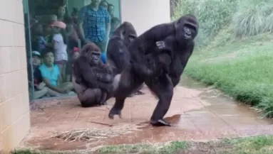 A nap legőszintébb videója: így utálják a gorillák az esőt!