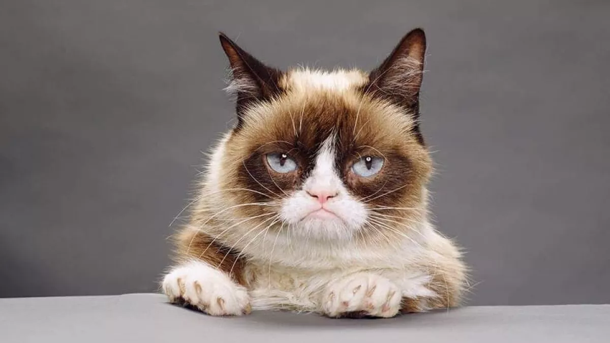 Gyászol a világ! Elpusztult Grumpy Cat!