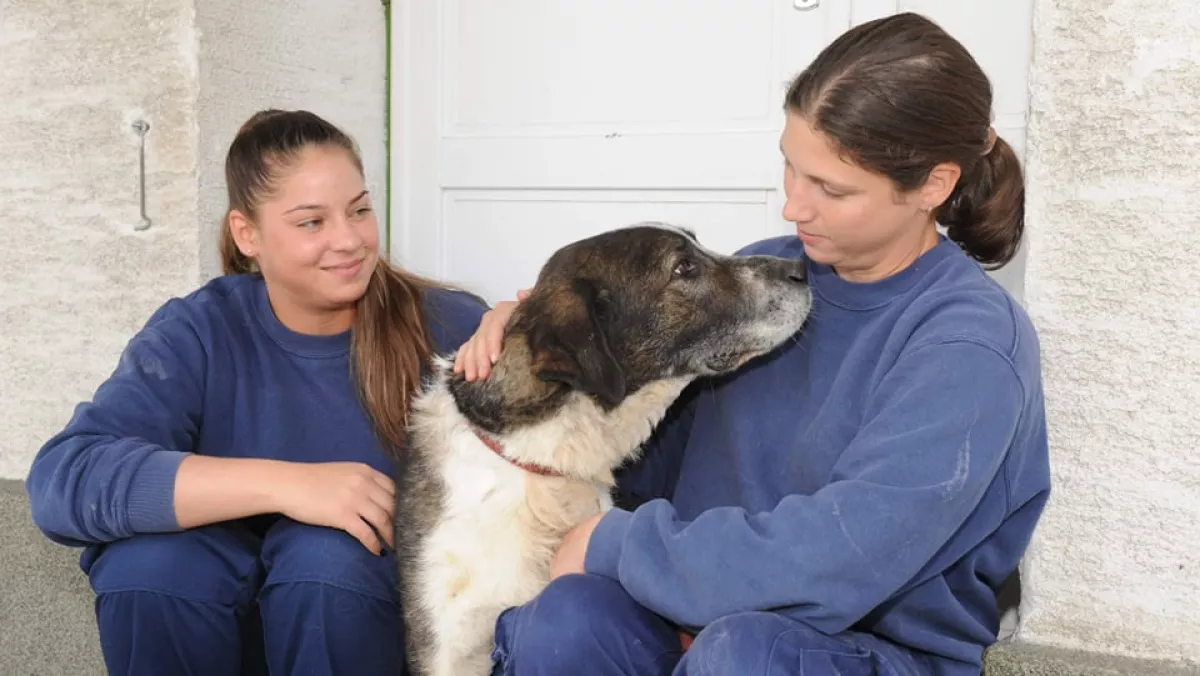 Kutyaszerető fiatalokat várnak az Illatos útra