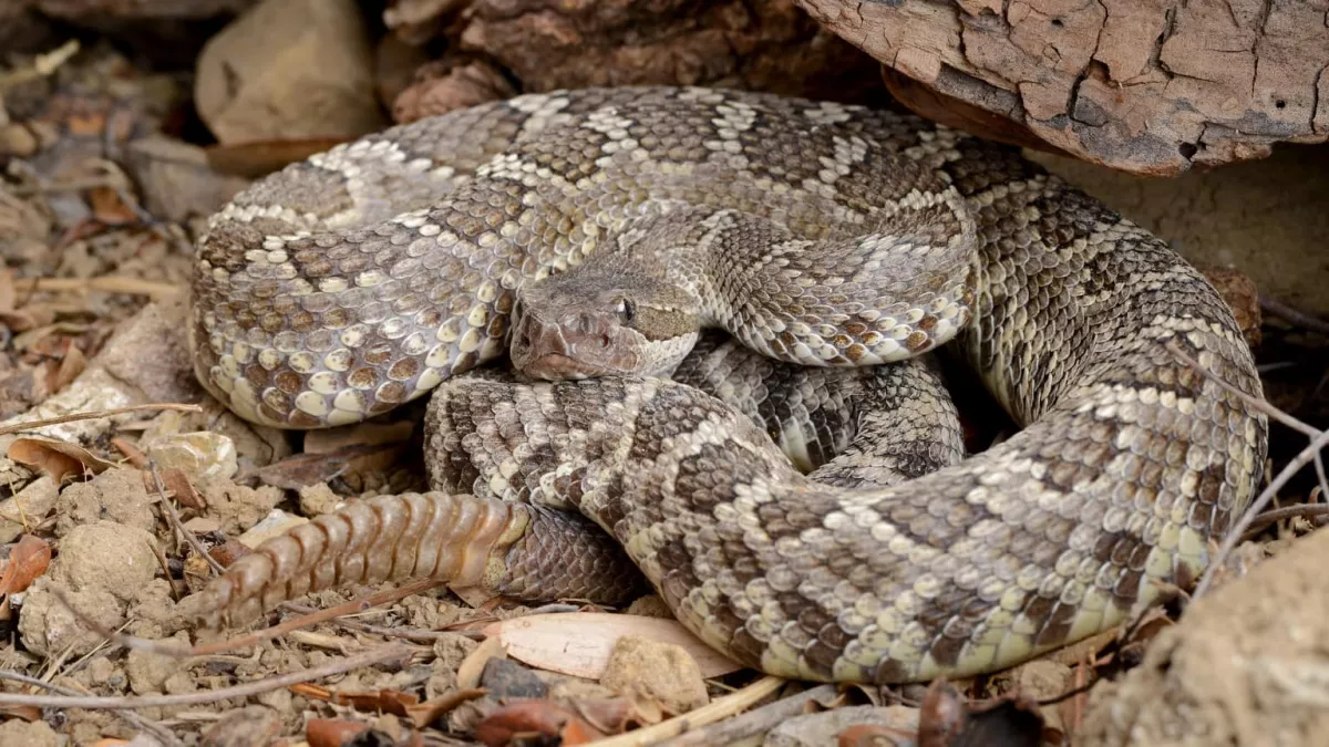 Rémálom: 5 kígyó fészkelte be magát egy Baranya megyei család házába!