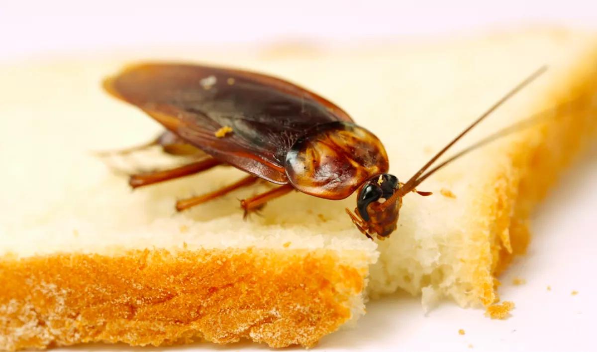 Ne edd meg! Rovarokat találtak egy üzletlánc termékében!