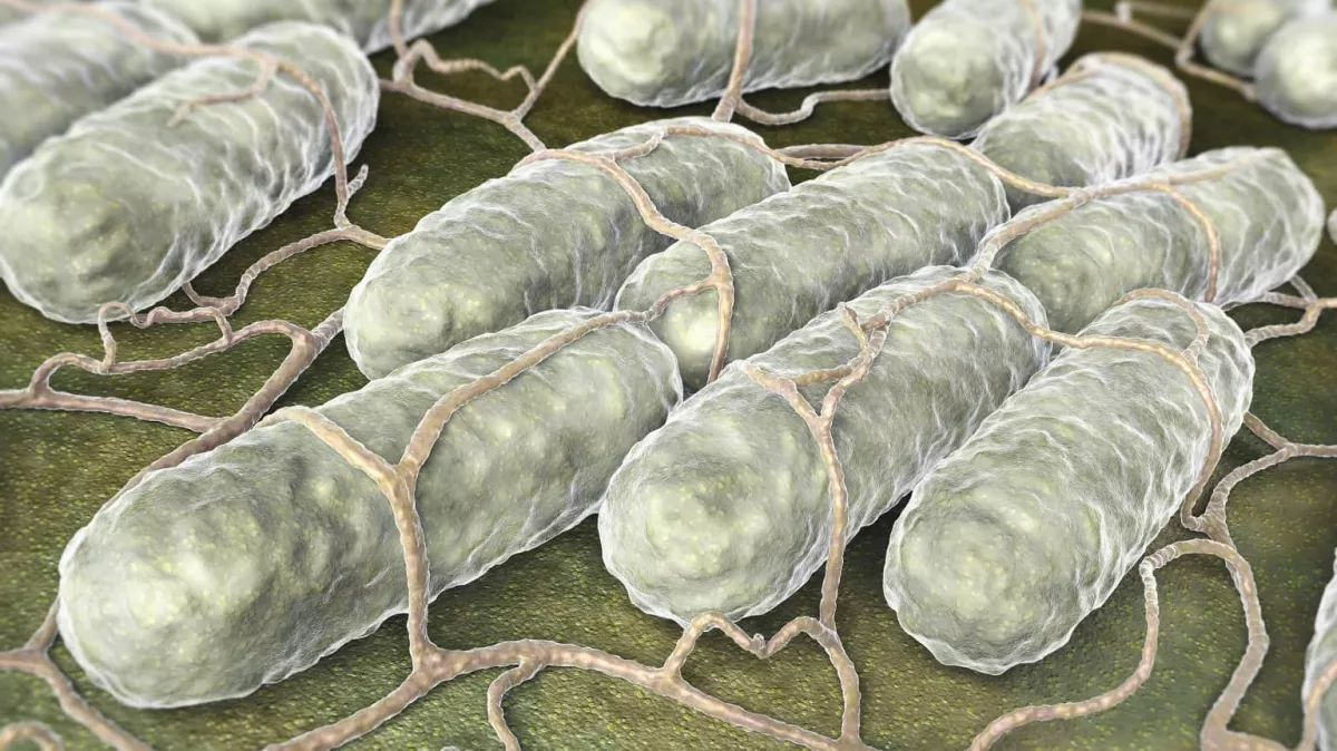 Veszély! Szalmonellával fertőzött termék miatt figyelmeztet a NÉBIH!