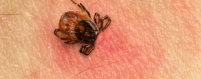 Vigyázat! Ezekben a megyékben van a legtöbb Lyme-kórt terjesztő kullancs