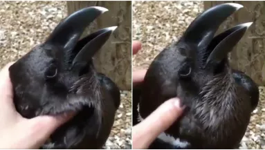 Nyúl, vagy holló? - ezen vitázik az egész internet! - Videó