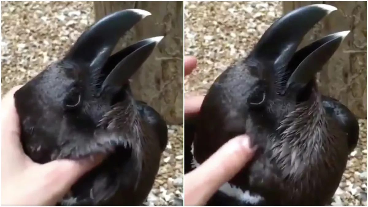 NYÚL, VAGY HOLLÓ? - Őrültetbe kerget ez a videó! 