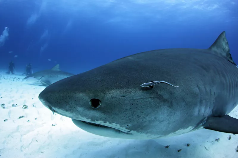 BAK. Nagyszerű barát vagy, de mindig elővigyázatos, kezdetben óvatosan ismerkedsz és nyitsz mások felé. Ha valakit nem érzel a tieid közül valónak, azzal szemben könnyen támasztasz ellenséges viselkedést, ezért a cápára hasonlítasz.