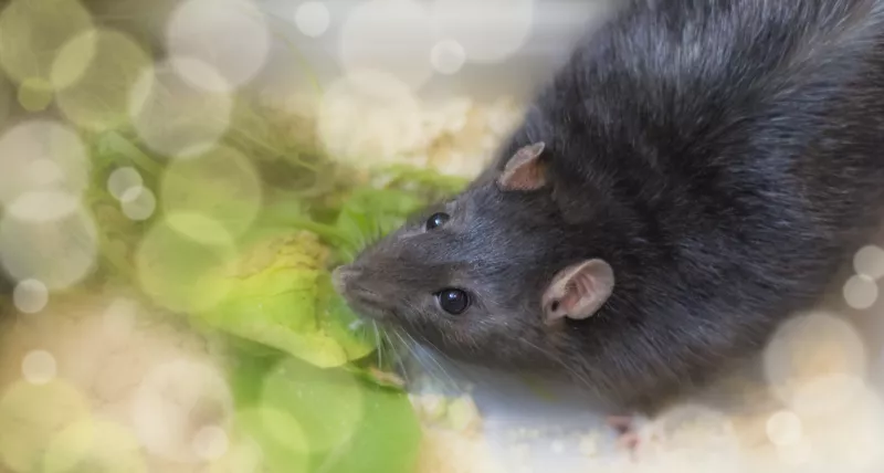 VÍZÖNTŐ. Olykor hátulról támadsz, nem mindig vagy hűséges és szereted, ha sötétben dolgozhatsz, így a patkány jellemvonásait hordozod magadon. Nem érdekel, hogy ha valaki gyűlöl, akkor is azon igyekszel, hogy amit kitűztél célodul, azt bármi áron elérd.