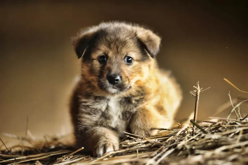BIKA. Bár bika vagy, a valóság az, hogy leginkább a kutya tulajdonságait hordozod magadban. Kedves vagy, játékos, de olykor meggondolatlan vagy makacs. Rendkívüli a hűséged, és soha nem mondasz nemet egy finom ételre.