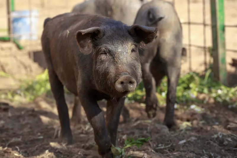 SZŰZ. Bár a csillagjegyed szűz, valójában igazi vadóc vagy, nem félsz a piszkos helyzetektől, így leginkább a disznó áll hozzád közel, de csakis a jó tulajdonságait tekintve, például a kiemelkedő intelligenciát! 