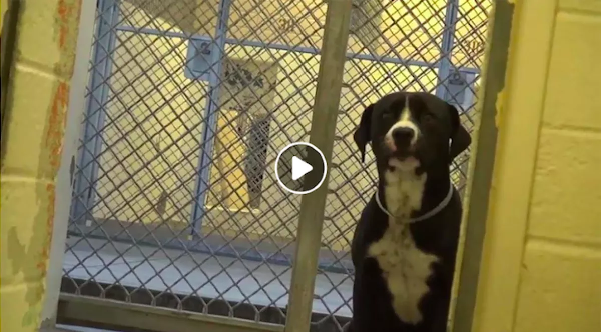 Videón a pillanat, amikor a menhelyi kutya rájön, örökbefogadják!