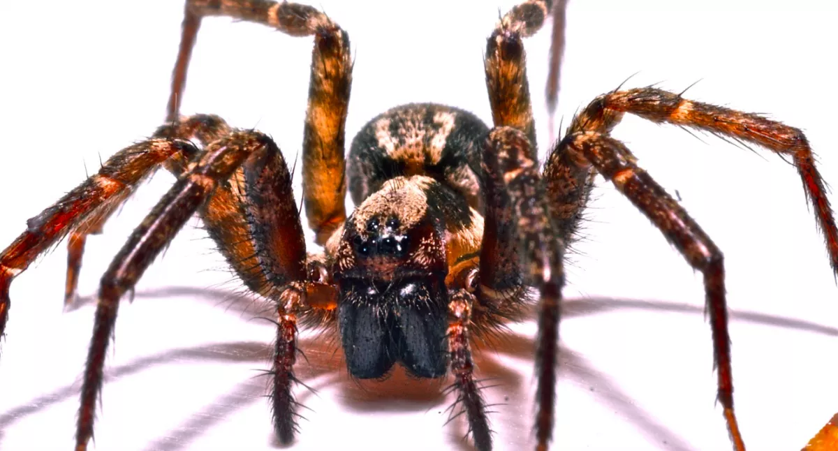 Kutatók állítják: ezért nem szabad megölni a pókokat otthon!