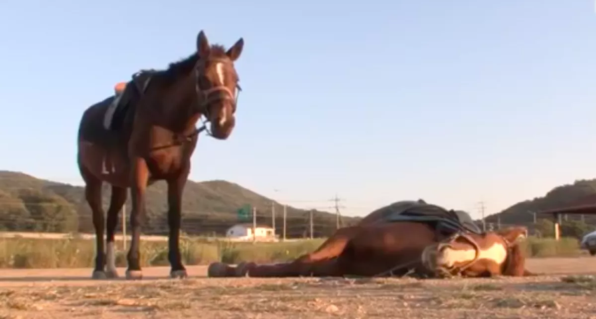 Rendszeresen halottnak tetteti magát ez a ló! Ez az oka - Videó
