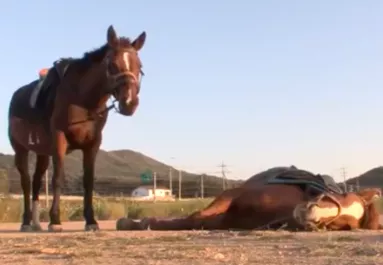 Rendszeresen halottnak tetteti magát ez a ló! Ez az oka - Videó