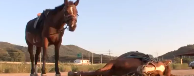 Rendszeresen halottnak tetteti magát ez a ló! Ez az oka - Videó