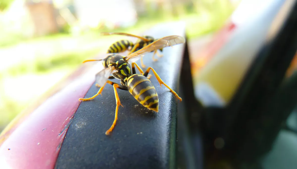 Autóba berepülő darázs ölt meg egy budapesti apukát!