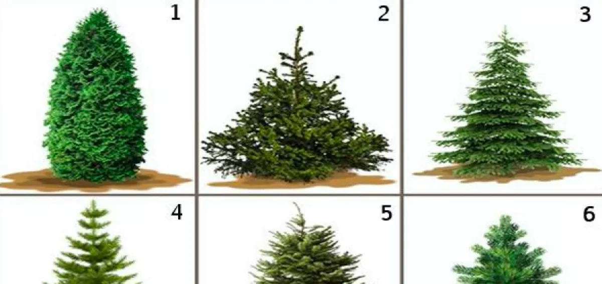 Válassz egy fenyőt - elárulja, hogy telik majd az ünneped!