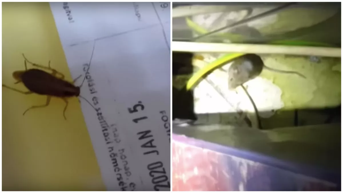 Csótányok, egerek, pókok - Undorító fővárosi pizzériát zárt be a NÉBIH! - Fotók