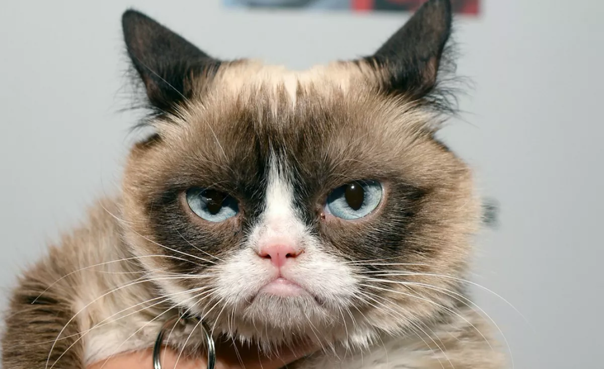 Egy kislány képében született újra a Morcos Macska! - Zseniális fotó