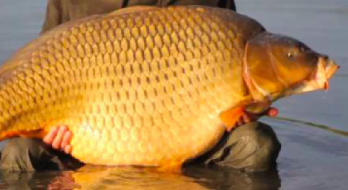 Láttad, ismered? Ezt a 30 kilós pontyot keresi a NÉBIH