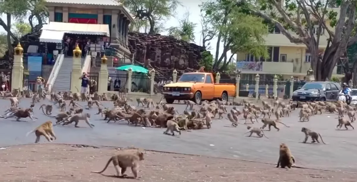 Drámai videó: két majomcsapat csapott össze egy város főterén!
