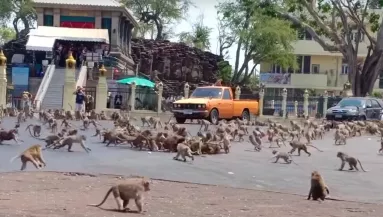 Drámai videó: két majomcsapat csapott össze egy város főterén!