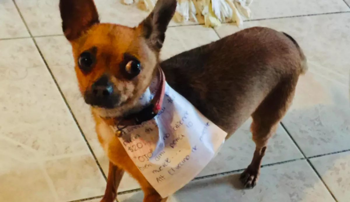 Kutyáját küldte bevásárolni a karanténban lévő férfi, nem üres szájjal  tért haza! - Fotók