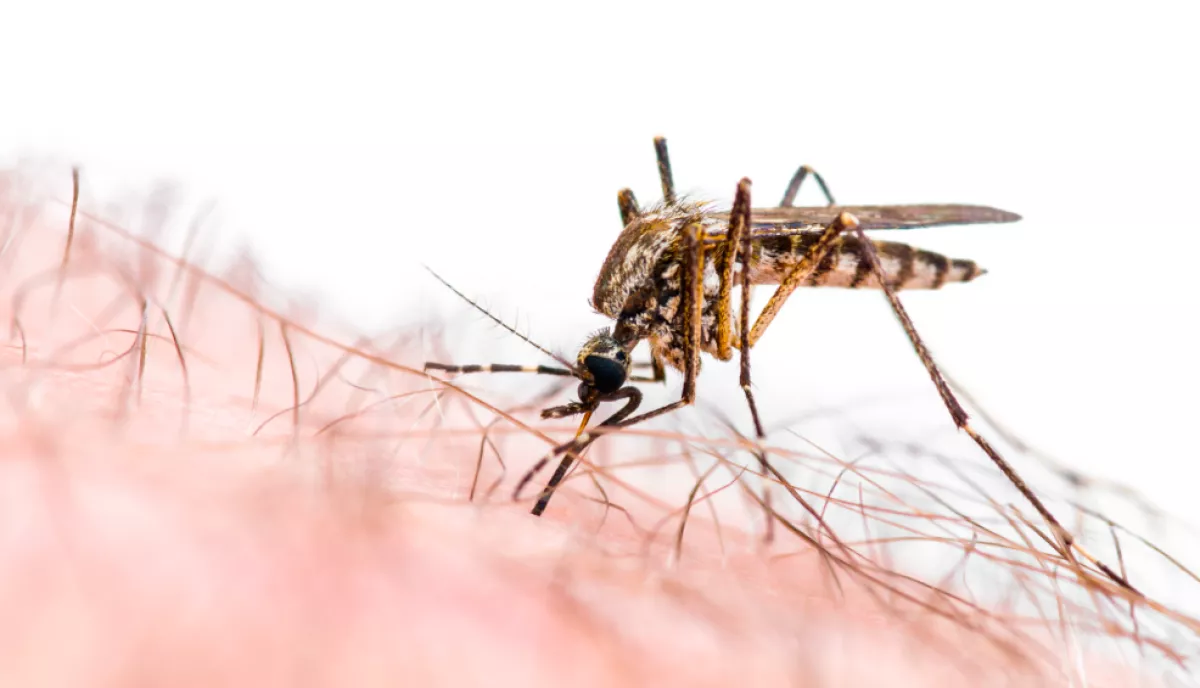 Terjeszthetik a koronavírust a szúnyogok? A szakértő megszólalt