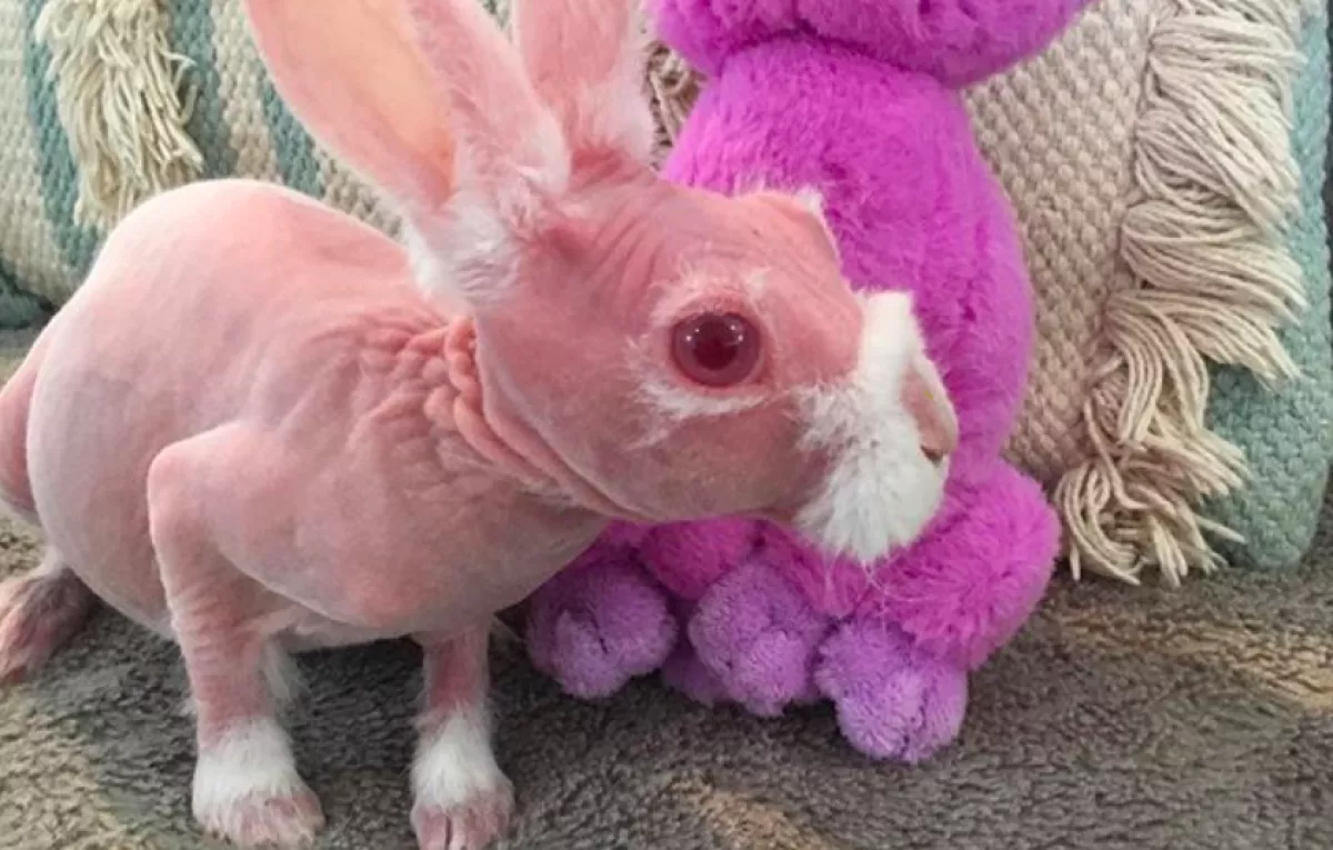 Ez a kopasz nyúl az idei Húsvét sztárja - Fotók