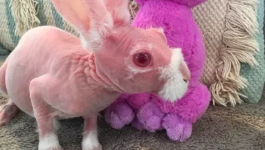 Ez a kopasz nyúl az idei Húsvét sztárja - Fotók