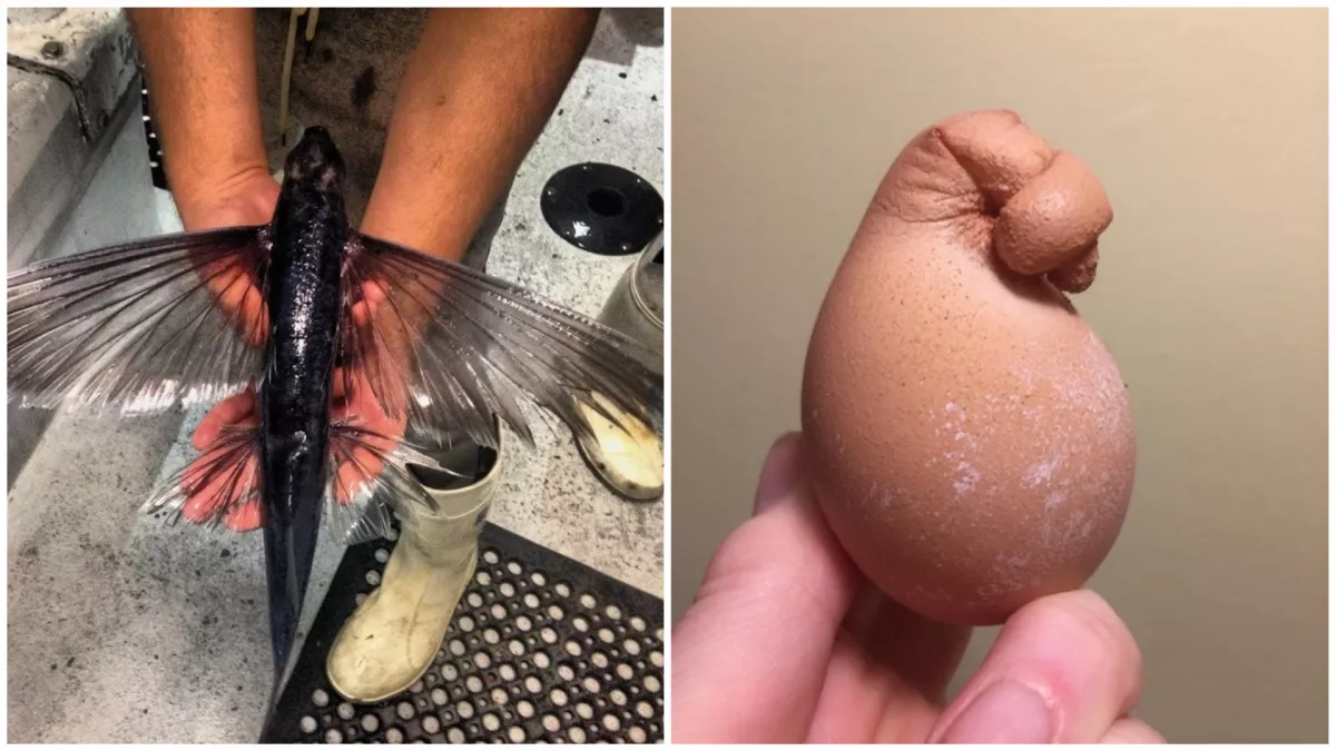 12 dolog, amit csak minden egymilliomodik ember lát csak az életben!