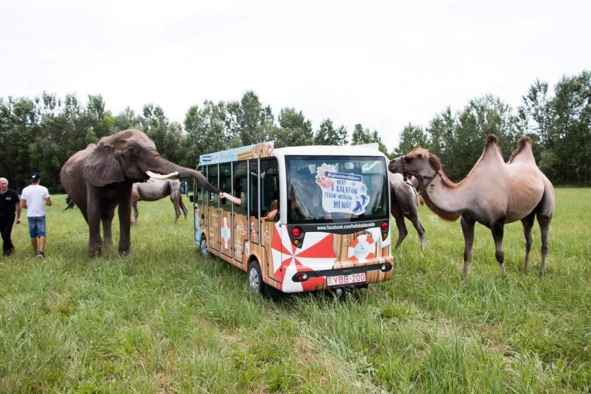 Egy ország várta az autós Szafari hétvégi megnyitóját - szomorú hír érkezett!