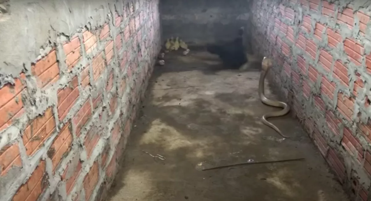 Anyai ösztön: a csibéivel szorult sarokba a tyúk, amikor megjelent a kobra - Videó