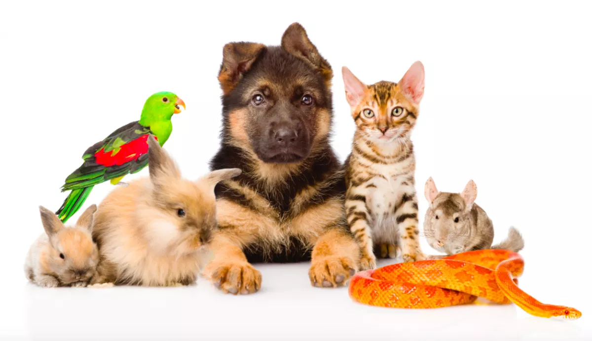 Ez a háziállat illik Hozzád a horoszkópod szerint! - Fotók