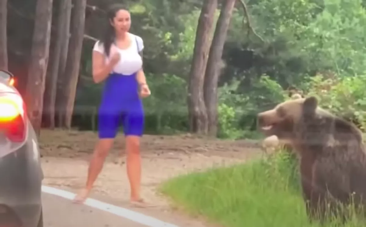 Az út szélén ülő medvével akart szelfizni a cicababa, aztán... - Videó
